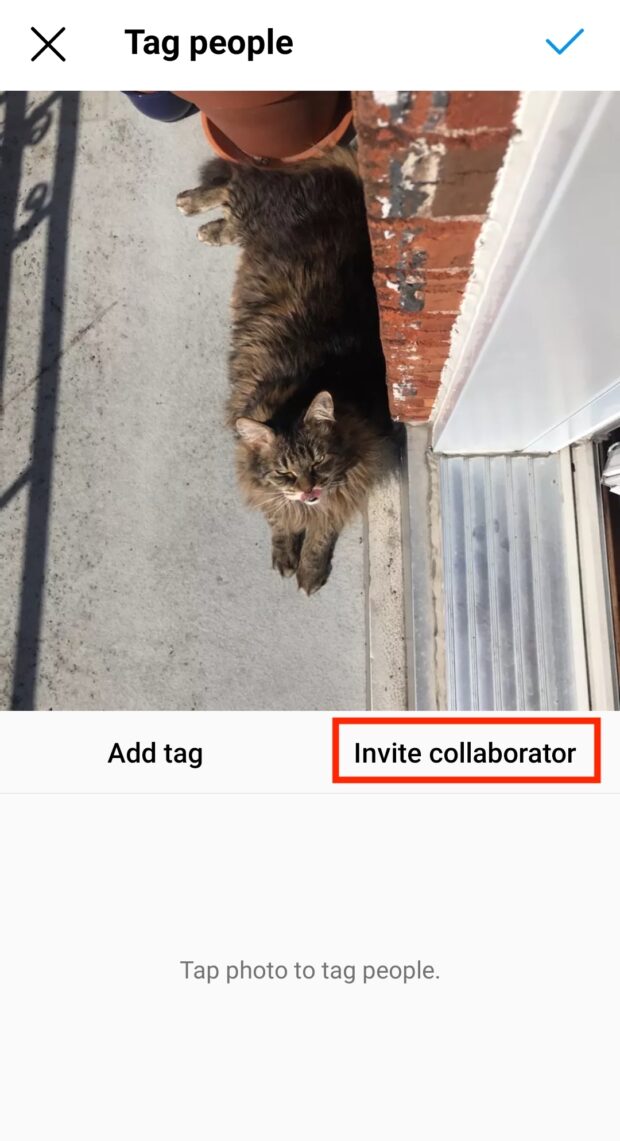 Mitarbeiter zum Foto der Katze einladen