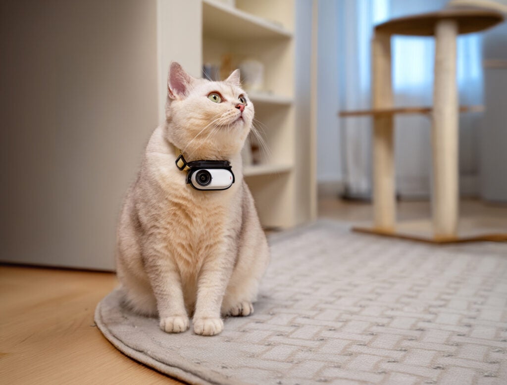 Insta360 Go 3S auf einer Katze