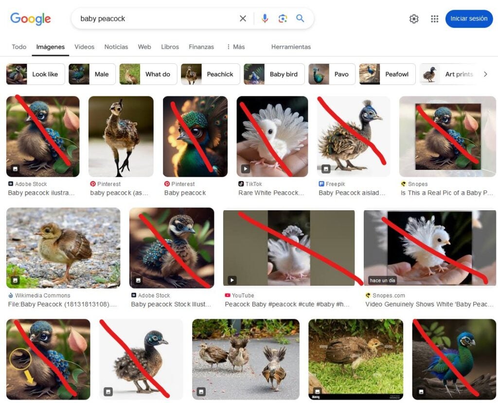 Google-Bild-Ergebnisse für Baby-Pfauen