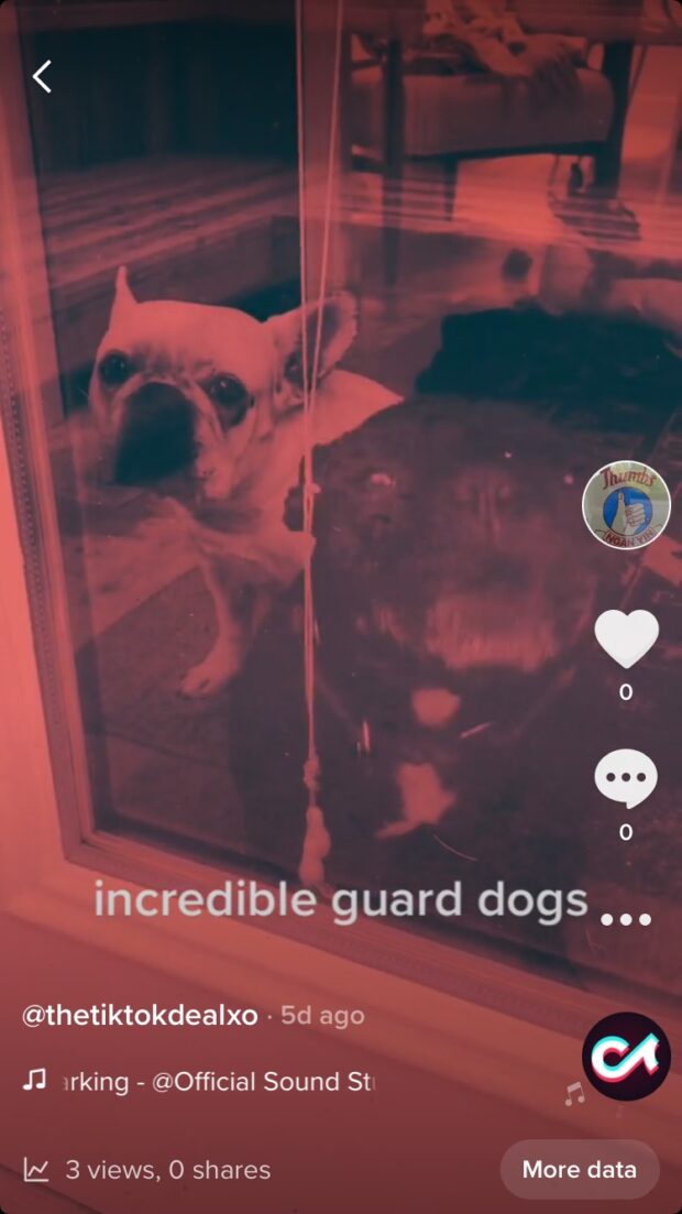 Video de TikTok de perro guardi&aacute;n sin hashtags
