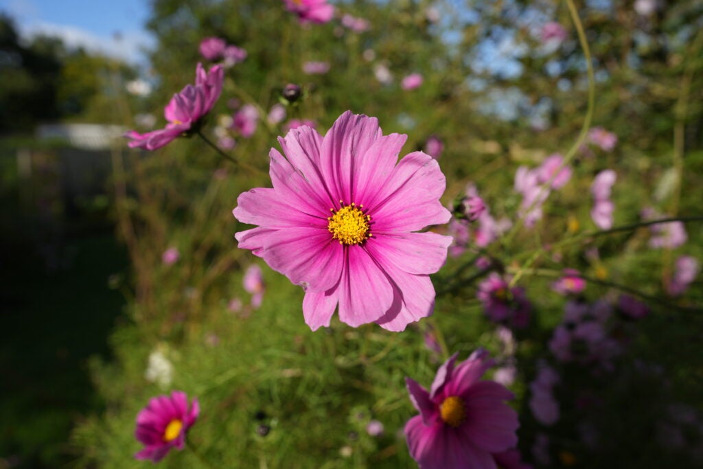 Sony A7 IV 6