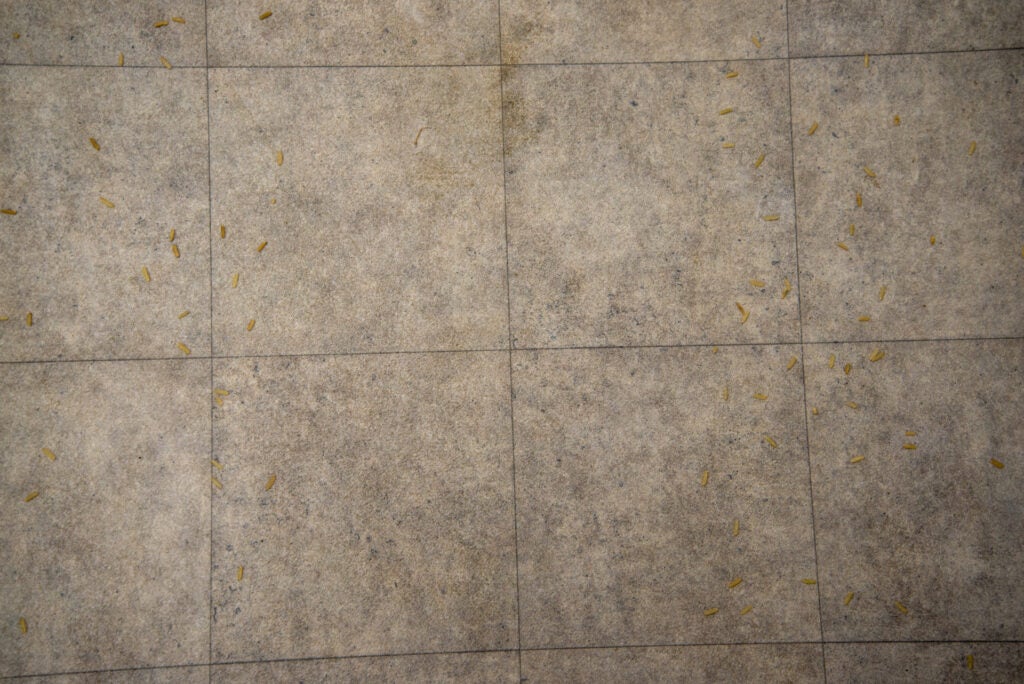 Eufy HomeVac H30 piso duro limpio