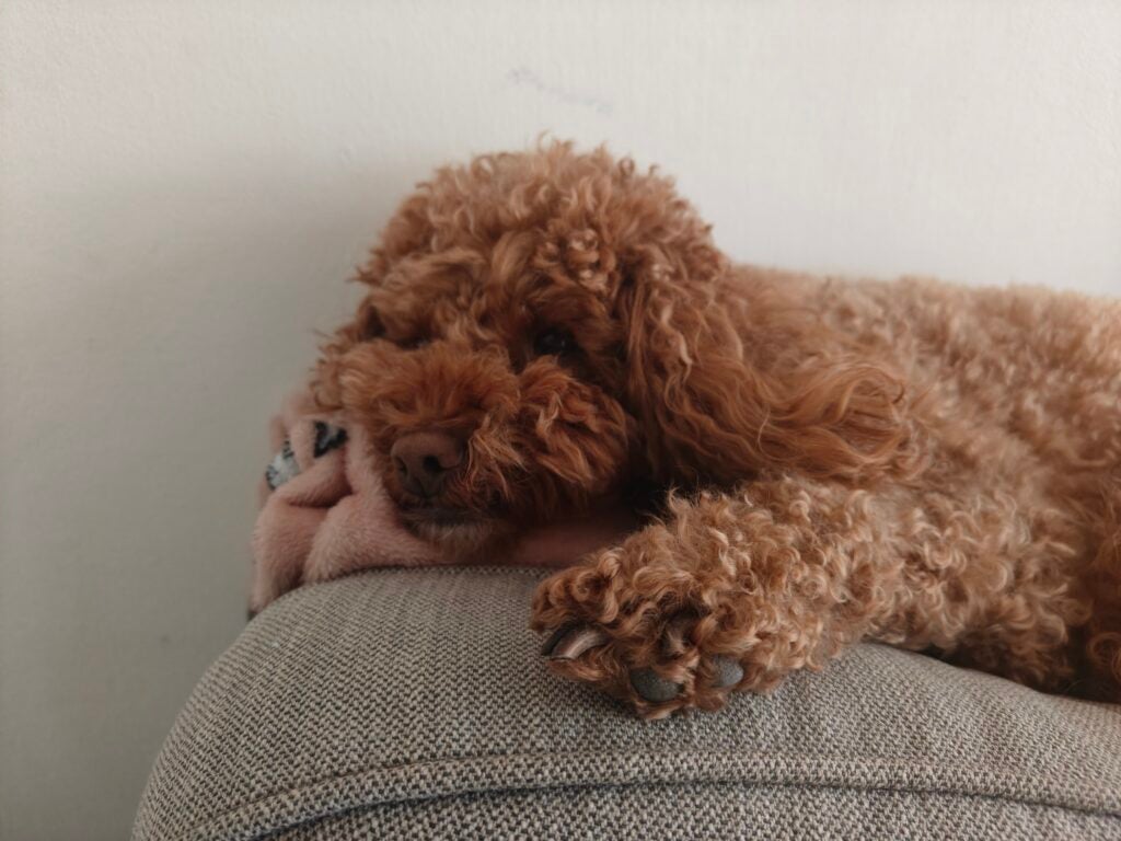 Perro de muestra de cámara OnePlus 12r