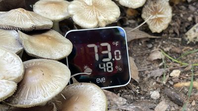 veille météo en plein air champignons