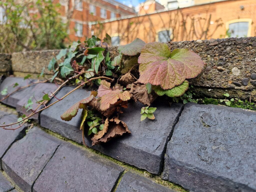 Samsung Galaxy S22 Ultra détail et appareil photo principal bokeh