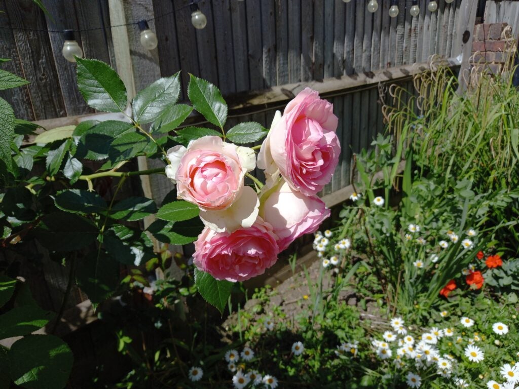 Samsung Galaxy A12 photo de roses