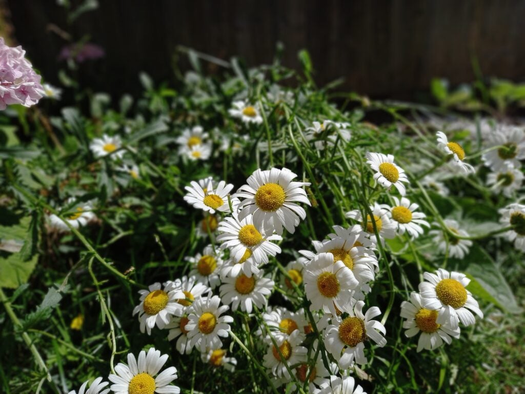 Samsung Galaxy A12 photo de fleurs dans le jardin