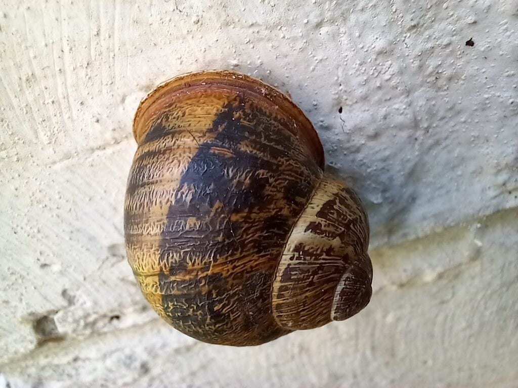 Caméra macro Samsung Galaxy A12 photo d'escargot