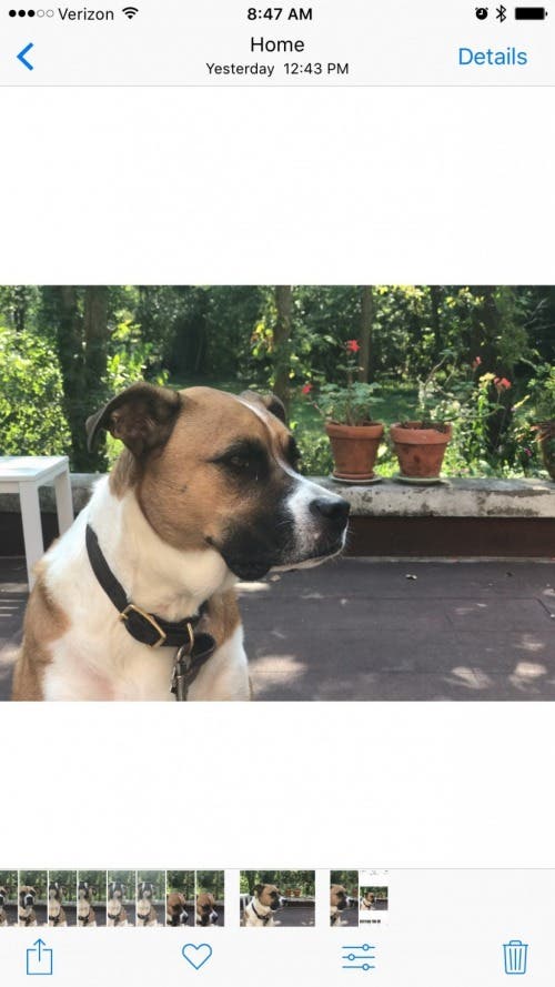 1657160652 744 Comment utiliser la profondeur de champ effet bokeh sur iPhone