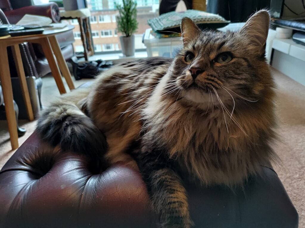 Gogious chat poilu gris-noir sur un tabouret confortable et doux avec un arrière-plan d'un salon
