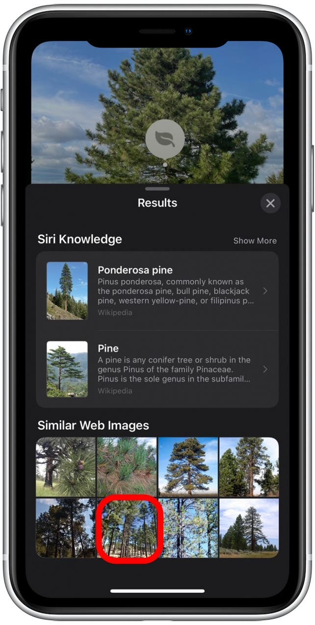 1658870167 117 Comment identifier les plantes avec lapplication iPhone Photos 2022