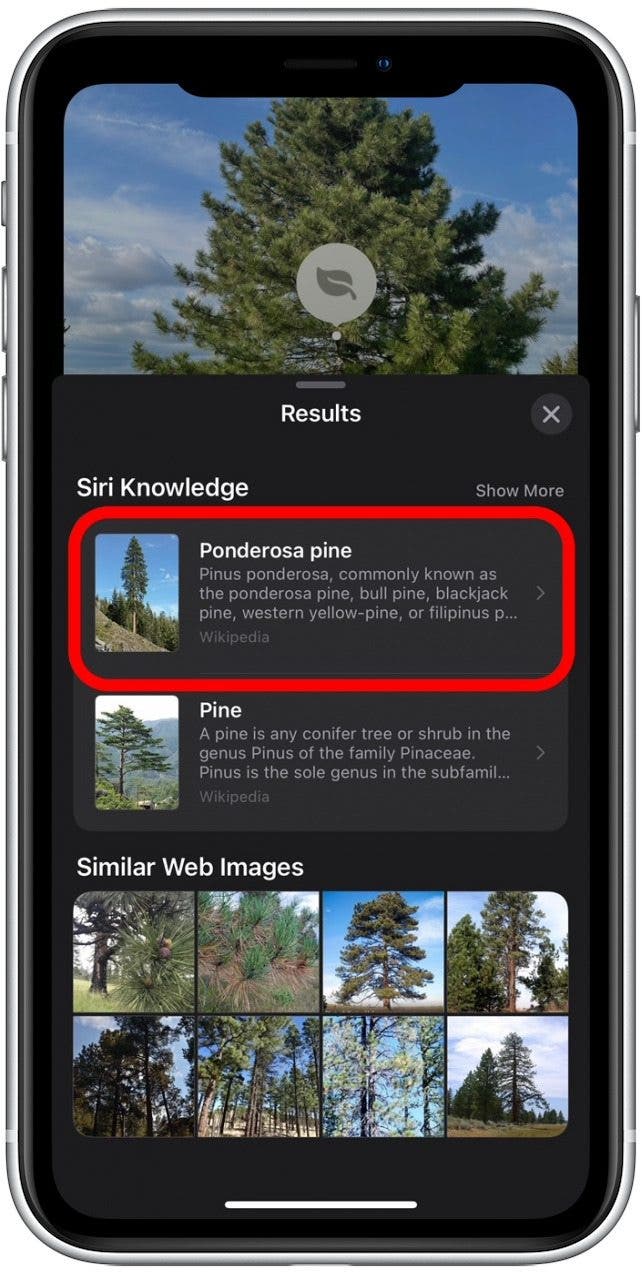 1658870167 756 Comment identifier les plantes avec lapplication iPhone Photos 2022