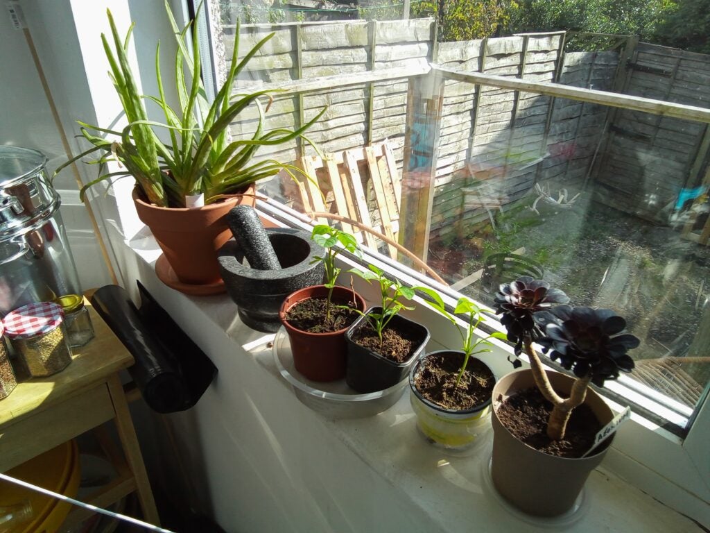 Photo de plantes prise sur la Lenovo Tab M10 HD