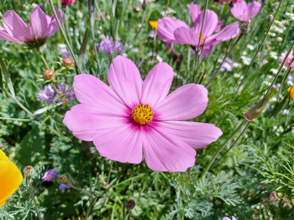 Photo lumière du jour sur le Samsung Galaxy A32 5G