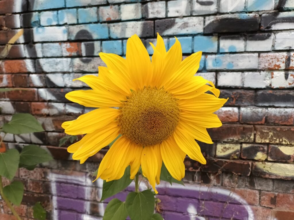 Photo d'un tournesol prise sur le Galaxy A22 5G