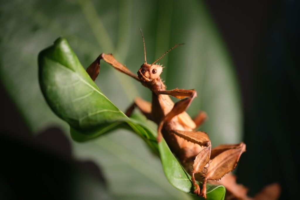 Objectif Fujifilm X-T5 insecte bâton 80mm