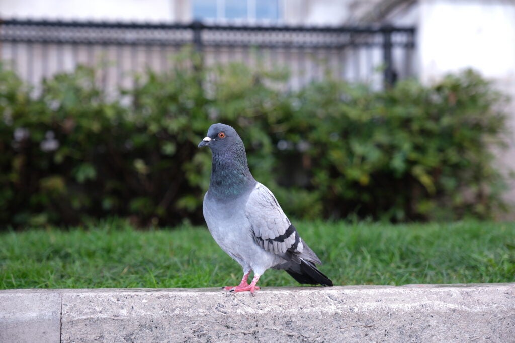Pigeon Fujifilm X-H2S