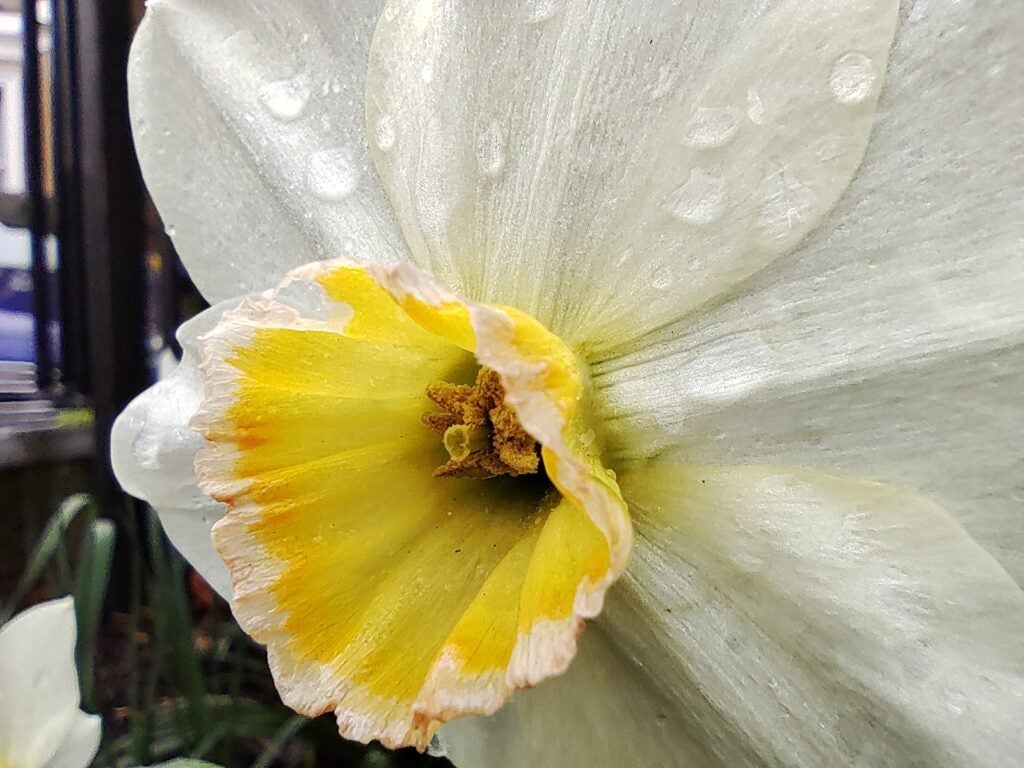 Macro Xiaomi 12 Lite