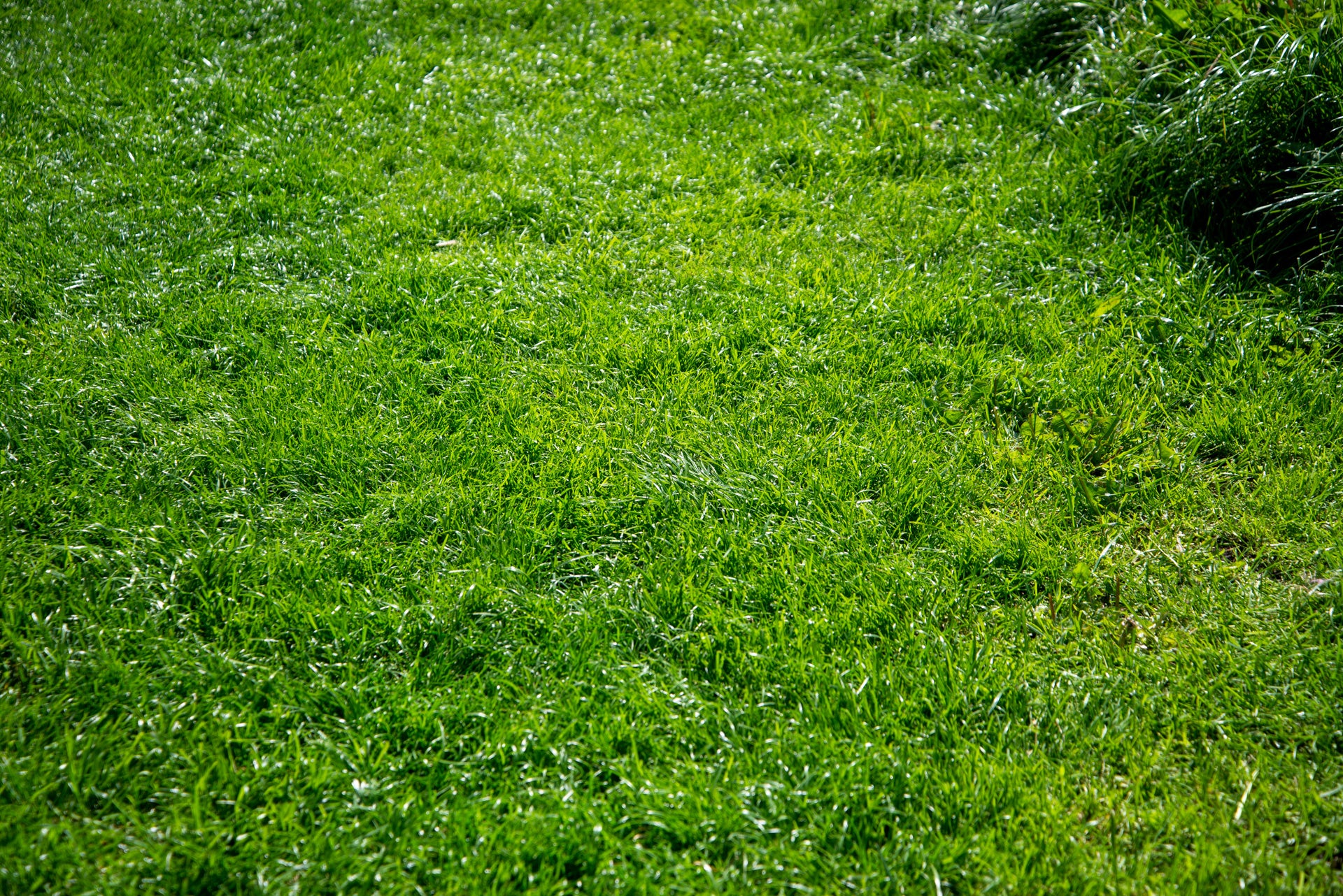Ecoflow Blade coupe l'herbe