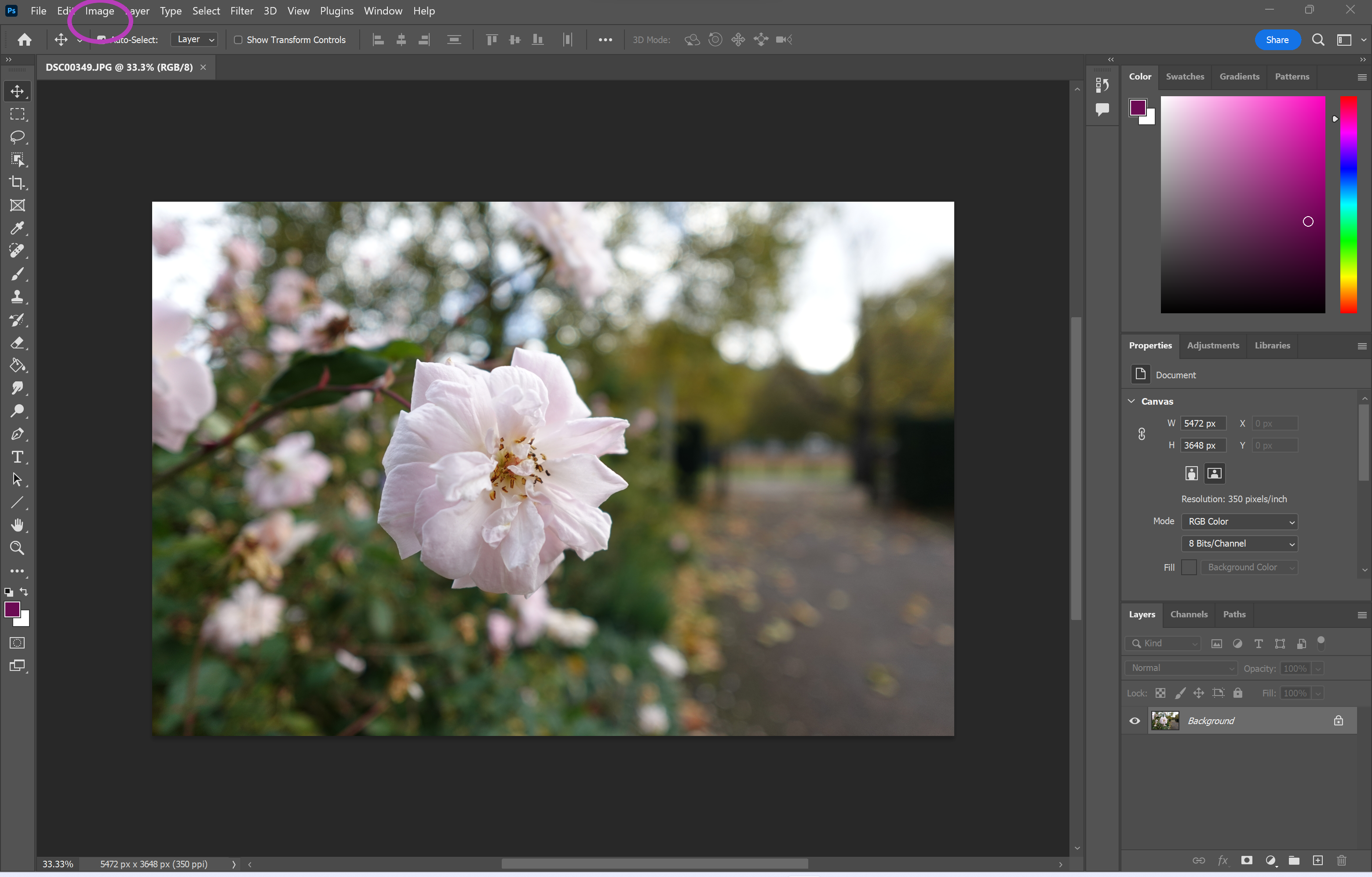 1692974915 167 Comment retourner une image dans Photoshop