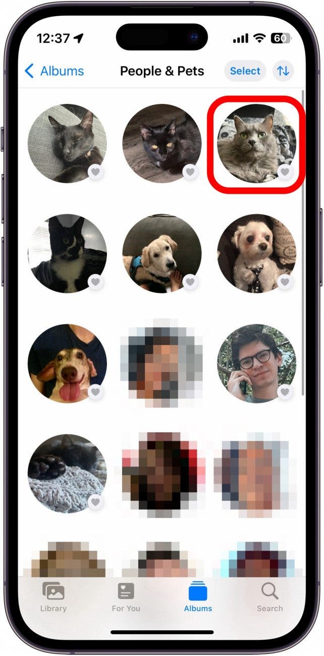 Photos de l'iPhone Photos des gens et des animaux de compagnie avec une boîte rouge autour d'un chat gris
