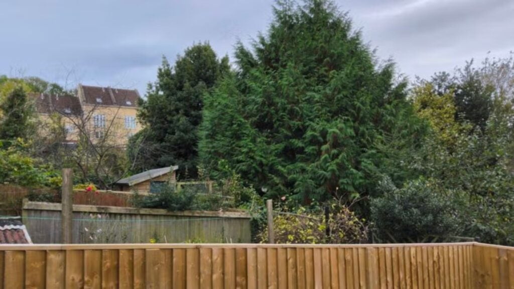 Image des arbres et des clôtures capturées sur Galaxy Tab S10 Plus